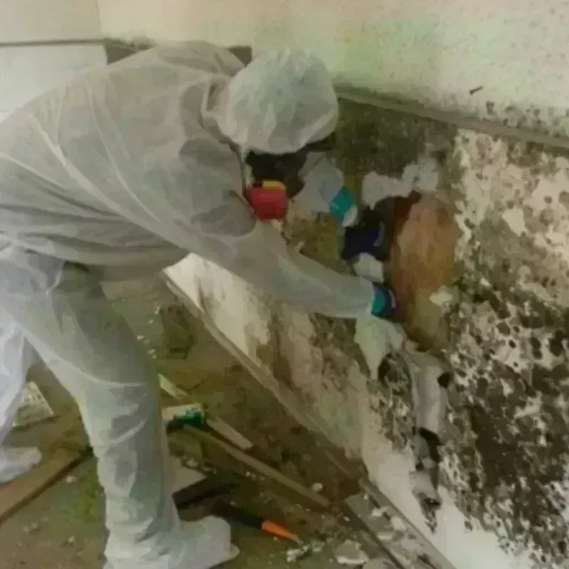 Mold Remediation and Removal in Morton, IL